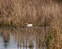 Nesting Swan