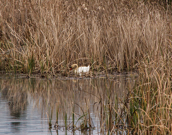 Nesting Swan