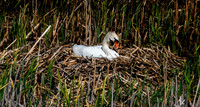 Nesting Swan