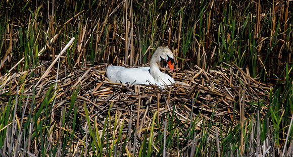 Nesting Swan