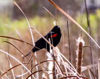 Redwing Blackbird among cattails
