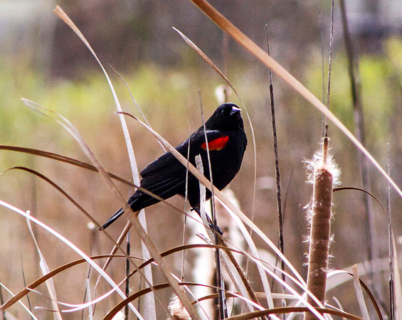 Redwing Blackbird among cattails