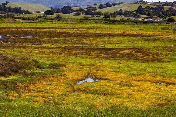 Tidal Wetlands in Shollenberger