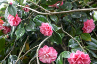 IMG_1674_dev