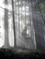 Mendo Wood in winter mist