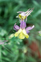 Columbine