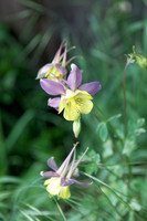 Columbine