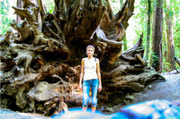Redwood Roots