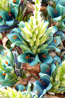 Puya Berteroniana