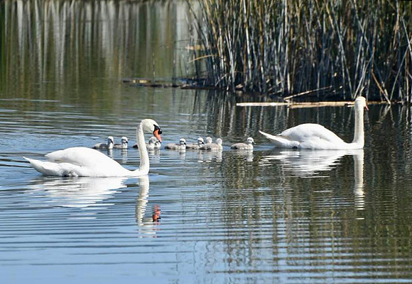 Swan Family
