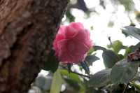 Camellia japonica '