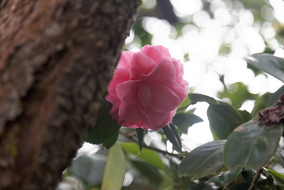 Camellia japonica '