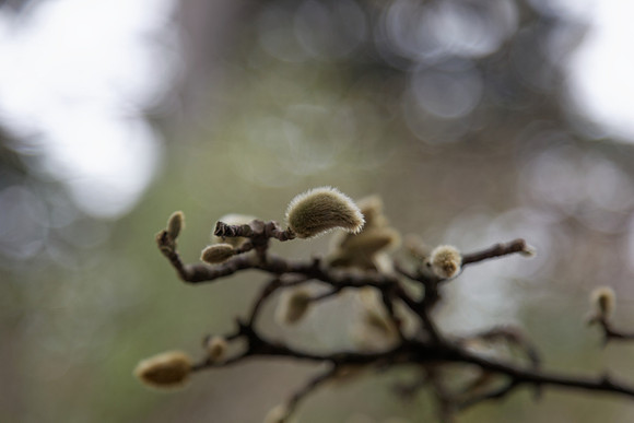IMG_0670_dev