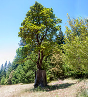 MadroneRedwoodParing