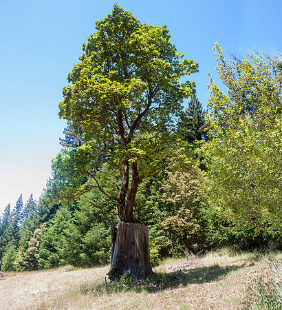 MadroneRedwoodParing