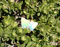 San Bruno Mountain Spring - Summit Loop