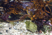 Closer Yellow Faced Seahorse