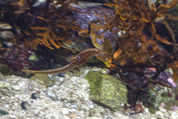 Closer Yellow Faced Seahorse