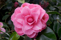 Camellia japonica '