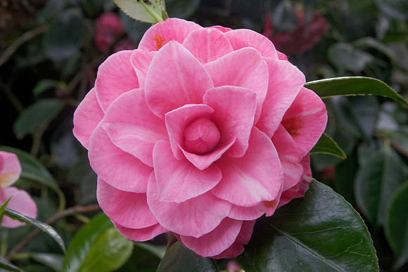 Camellia japonica '