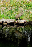 Juvenile Black Crowned Night Heron