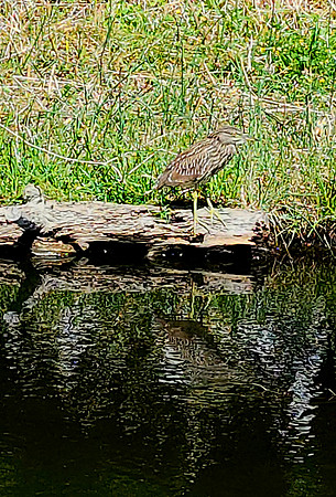 Juvenile Black Crowned Night Heron