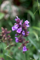 Sage close-up