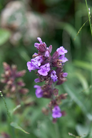 Sage close-up