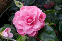 Camellia japonica '