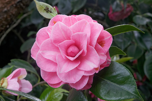 Camellia japonica '
