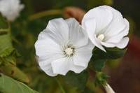 Mallow