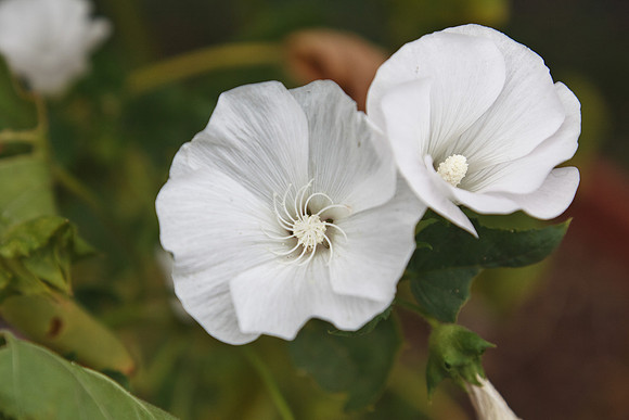 Mallow
