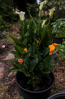 Calla Corner