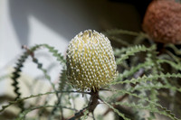 Banksia from Australia