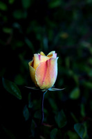 Yellow Rose