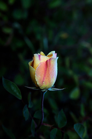 Yellow Rose