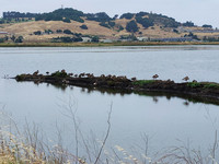 Petaluma River after the rains