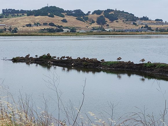 Petaluma River after the rains