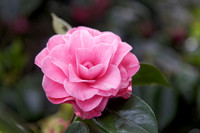 Camellia japonica '