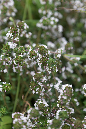 Thyme