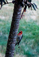 Sap Sucker IMG_5224a