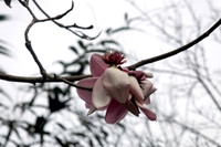 Magnolia Madness! – Botanical Garden