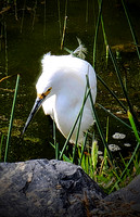 Birds at Scholenberger