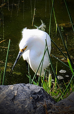 Egret