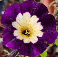 Victorian sport? Petunia