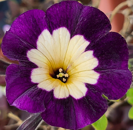 Victorian sport? Petunia