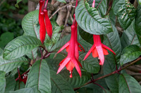 Fuschia