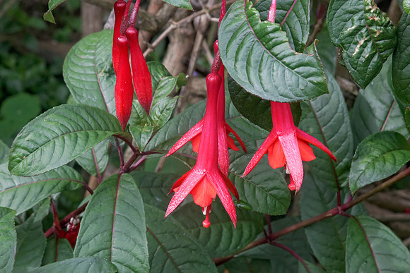 Fuschia